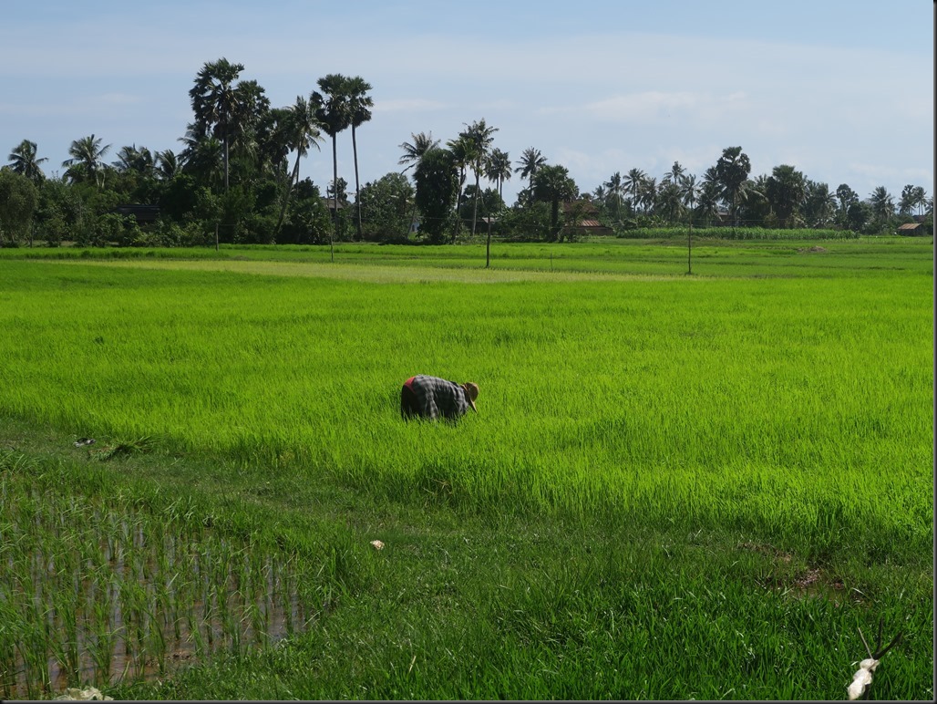 Rizi&egrave;res autour de Kampot