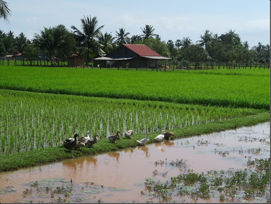 Rizi&egrave;res autour de Kampot